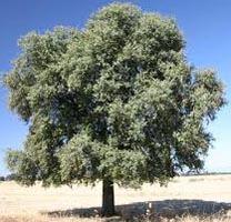 Quercus Ilex - Holm Oak